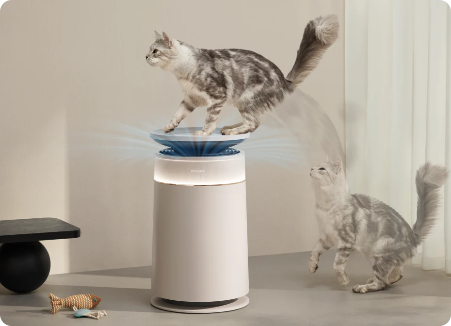 Stressprävention bei Katzen*